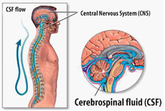 cns